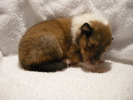 Sable & White Female B - 1+ week old